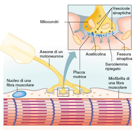 L innervazione della fibrocellula muscolare 10 Prima di contrarsi, la fibra muscolare scheletrica deve essere stimolata da un impulso, detto potenziale di azione muscolare, emesso dal relativo