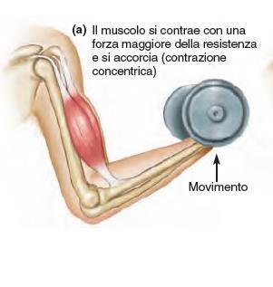 Azioni dei muscoli scheletrici 15 Contrazione isotonica la tensione sviluppata