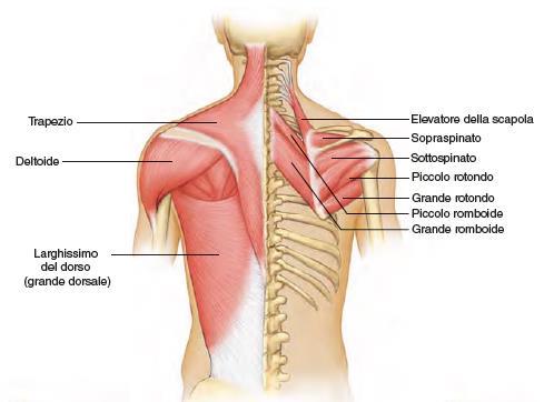 Abduttori 37 Sopraspinato Localizzato in una depressione che si trova sopra la spina della scapola sulla sua superficie