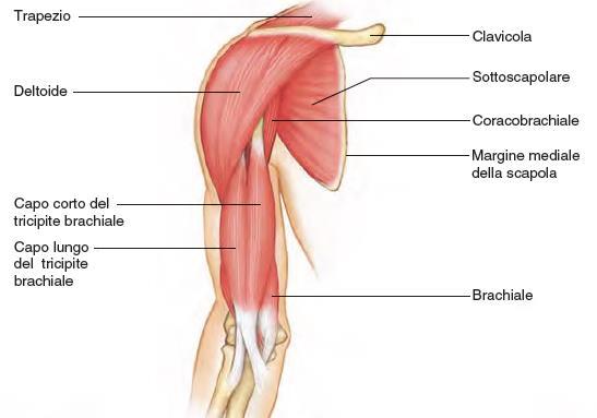 Deltoide Grosso muscolo triangolare che ricopre l articolazione della spalla.