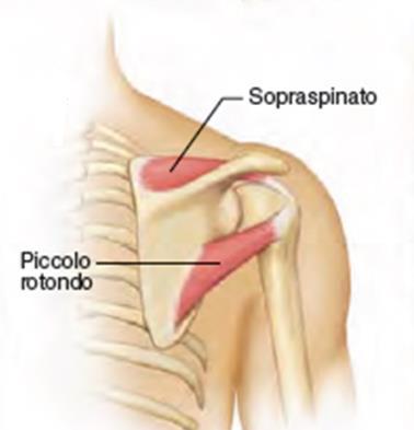 scapola sulla sua superficie posteriore.