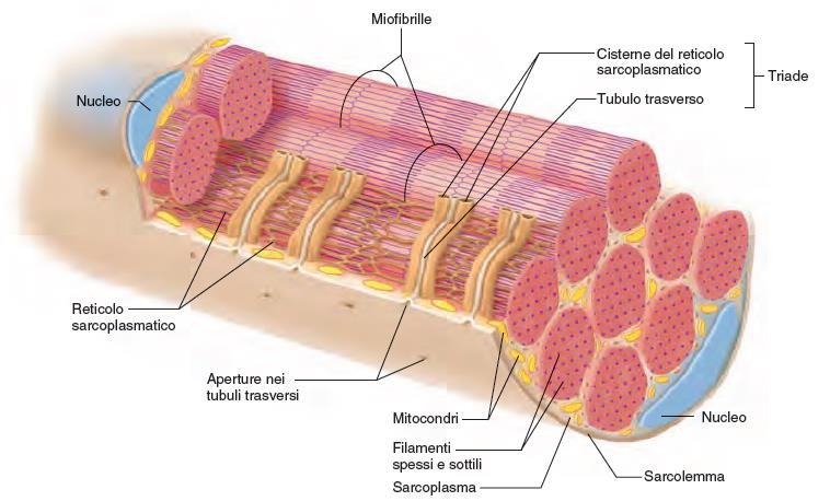 La fibrocellula muscolare 7 Ogni fibrocellula muscolare è ricoperta da una membrana plasmatica