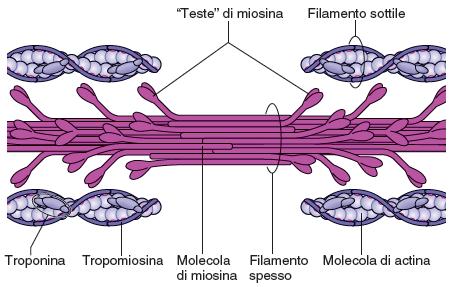 Filamenti spessi e filamenti sottili del sarcomero 9 I filamenti spessi sono costituiti di