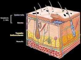 Ci sono 3 strati: EPIDERMIDE (più esterno) DERMA (più profondo e spesso) IPODERMA (sotto il derma) Dove c è la bocca, il naso, la pelle continua con la mucosa.