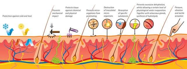 LE GHIANDOLE CUTANEE Sono ghiandole esocrine perché riversano le sostanze prodotte all esterno del corpo o in cavità comunicanti con l esterno.