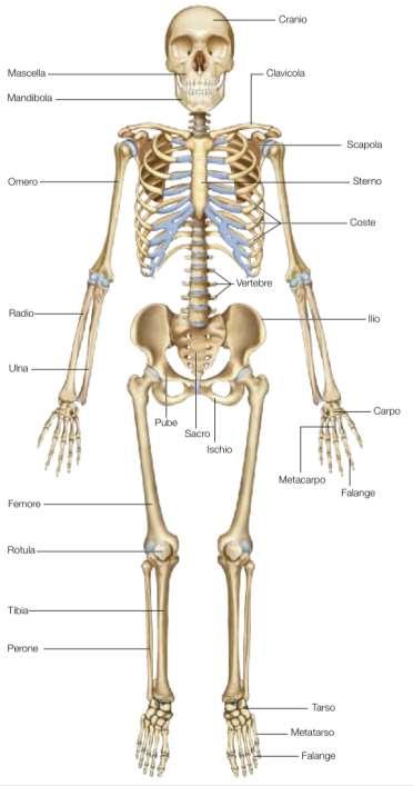 IL SISTEMA SCHELETRICO Lo scheletro umano è formato da 206 ossa e fornisce sostegno ai muscoli, può essere diviso in: SCHELETRO ASSILE - CRANIO - COLONNA VERTEBRALE - COSTE SCHELETRO APPENDICOLARE -