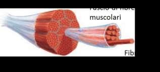 IL SISTEMA MUSCOLARE LE CELLULE MUSCOLARI Le cellule muscolari sono il tipo di cellule la sui specializzazione è generare forza meccanica per produrre il movimento.