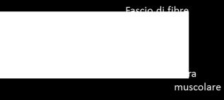 Si uniscono a formare fasci di fibre che, a loro volta si uniscono a formare il muscolo vero e proprio, il quale in genere termina con il tendine il quale si inserisce all osso.