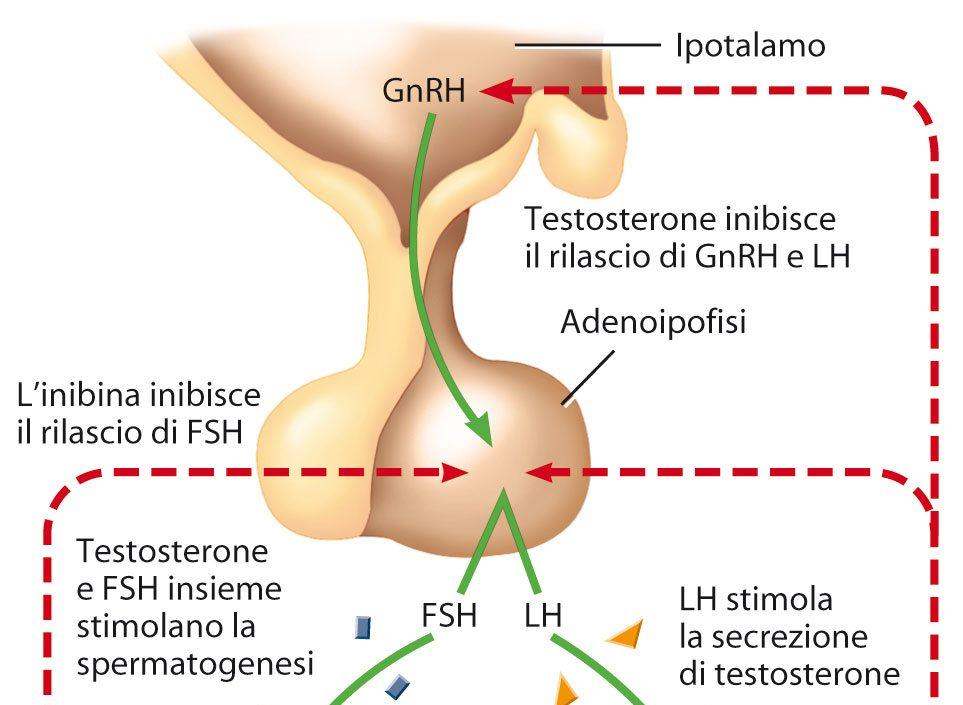 Apparato genitale maschile All inizio della pubertà, le cellule neurosecretrici dell ipotalamo aumentano la secrezione dell ormone di