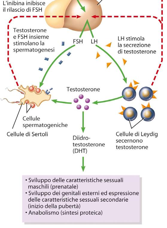 Apparato genitale maschile L LH stimola le cellule di Leydig a secernere l ormone steroideo testosterone che insieme all