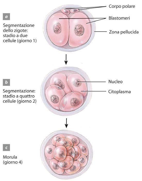 Apparato genitale femminile Poco dopo la fecondazione, lo zigote va incontro a una serie di divisioni