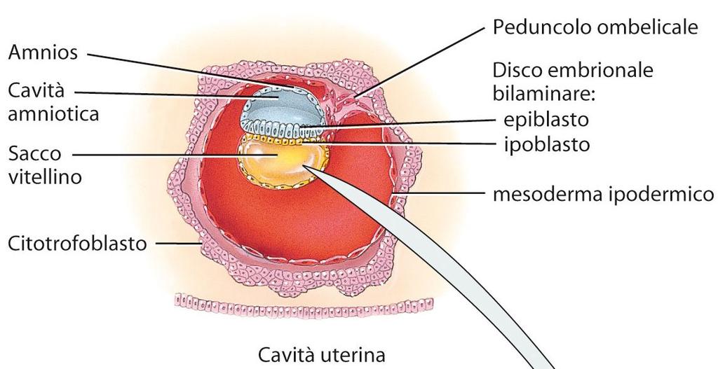 Apparato genitale femminile Durante la seconda settimana di gravidanza le cellule della massa cellulare