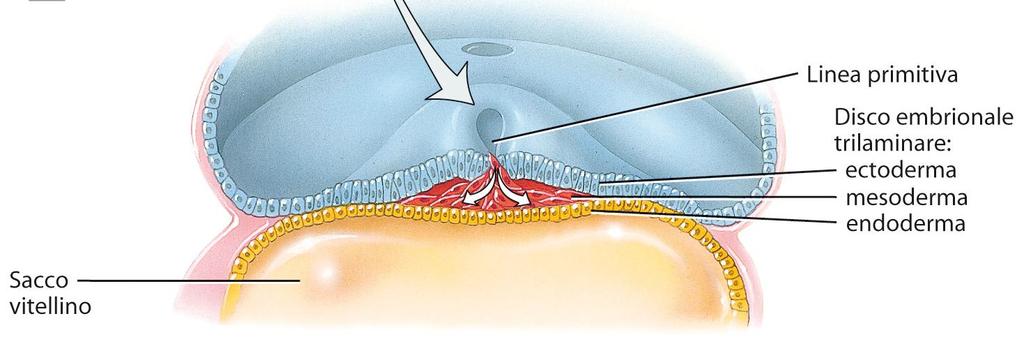 Apparato genitale femminile Gastrulazione: il disco embrionale si trasforma da bi a trilaminare, con tre strati