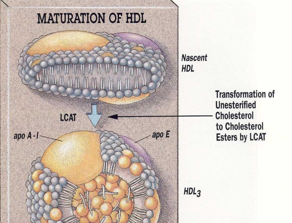HDL is secreted in a discoidal form from the liver