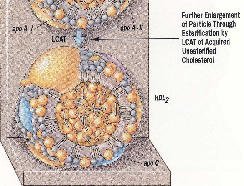 As it acquires cholesterol from tissues in the