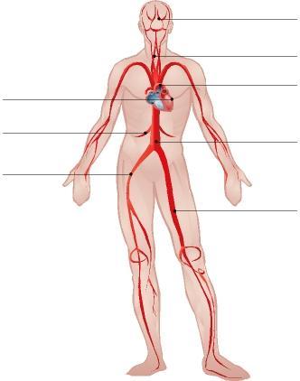 SITI DI SVILUPPO DELLE PLACCHE ATEROMASICHE Le placche ateromasiche tendono a formarsi nei punti di ramificazione del sistema vascolare arterioso, dove il flusso del sangue è più turbolento ed è più
