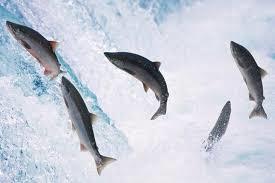 Ormai adulti i salmoni si trattengono in mare per 1/4 anni poi intraprendono il viaggio di ritorno che li