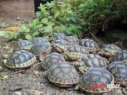 Le tartarughe e le testuggini sono fra i più antichi rettili viventi.