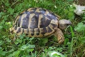Le speci terrestri vengono comunemente chiamate tartarughe mentre quelle acquatiche