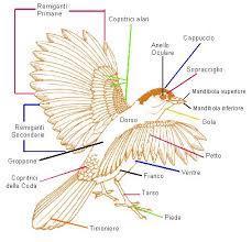 Gli uccelli sono gli unici animali ricoperti di penne e piume.