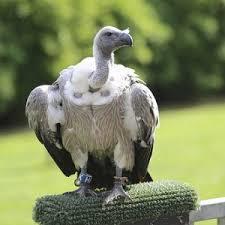 Il Condor delle Ande (Vultur Gryphus) lungo circa un metro e con un apertura alare che spesso supera i 3 metri,