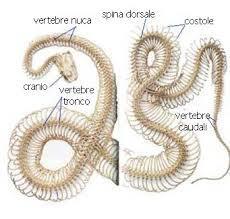 COLONNA VERTEBRALE: le altre ossa possono essere di forma molto