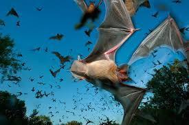 Gli unici mammiferi che volano sono I PIPISTRELLI. I pipistrelli sono un gruppo di mammiferi molto evoluti, che sono in grado di volare e sono prevalentemente INSETTIVORI.