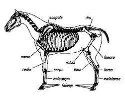 I mammiferi possiedono uno scheletro ben sviluppato
