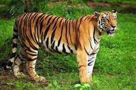 La tigre siberiana è la più grande specie di tigre e, in libertà, ne sono rimasti