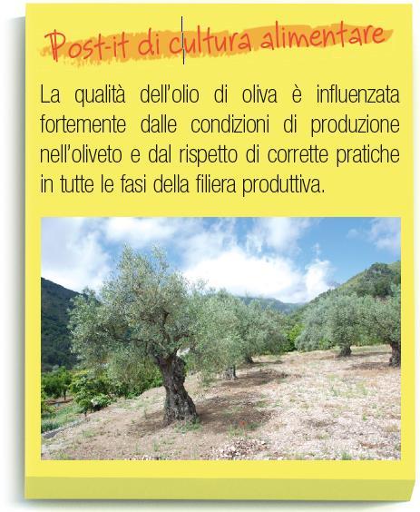 Generalità: olio di oliva È il prodotto ottenuto dalla lavorazione del frutto dell olivo L olivo è un albero sempreverde, robusto, longevo,