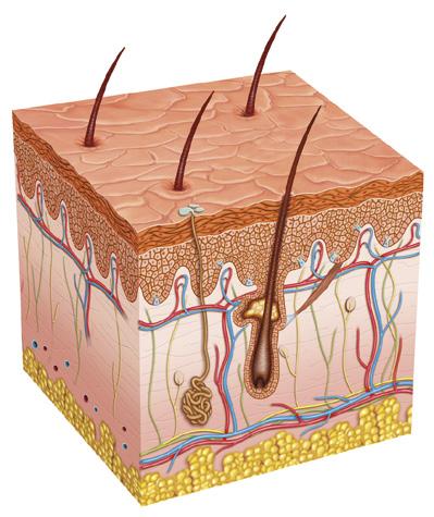 Il sistema tegumentale La pelle ha bisogno di essere curata quotidianamente con un attenta pulizia (che libera dalle impurità), per prevenire problemi, come la secchezza, le rughe e le macchie della