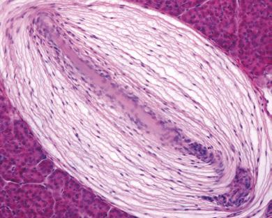 Sono formati da una radice, contenuta nel bulbo pilifero posto nel derma e da uno stelo o fusto che nell interno presenta la midolla, formata da cellule poco corneificate.