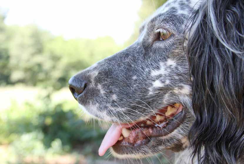 Ci rivolgiamo A persone che abbiano voglia di mettersi in gioco e provare ad entrare realmente nei «peli del cane».