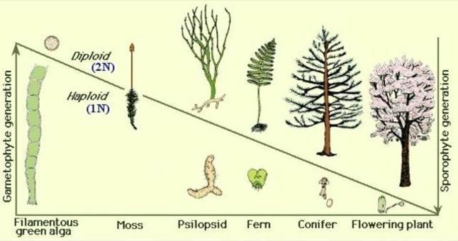 In generale un ciclo biologico può essere descritto in questo modo: i gameti aploidi sono prodotti per mitosi dal corpo vegetale aploide, cioè il gametofito.