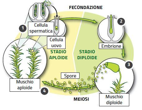 Le piante non vascolari: le briofite Le briofite, piante non vascolari, mancano di radici e di vasi.