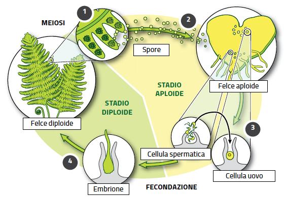 Le piante vascolari senza semi: le pteridofite Le pteridofite, tra cui le felci, sono piante vascolari primitive, hanno radici, fusto e foglie.