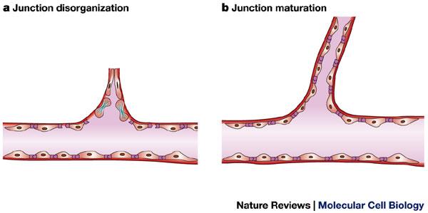 Alcune cellule maligne possono scappare al sistema immunitario ed espandersi fino a formare una massa microscopica con alcune centinaia di cellule (cellule verdi).