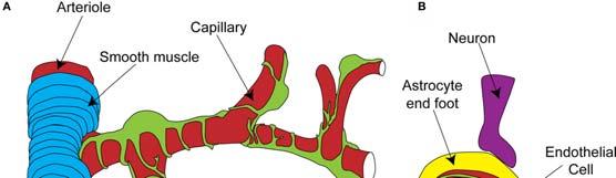 Organization of the capillary neurovascular unit. (A) Rings of smooth muscle encircle arterioles, while pericytes send processes along and around capillaries, without fully covering the vessel.