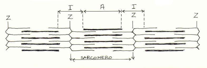 Il sarcomero L unità contrattile della fibra muscolare è il sarcomero. Esso risulta costituito da filementi proteici più spessi (miosina) e più sottili (actina) disposti regolarmente.