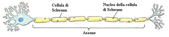 FORMAZIONE DELLA GUAINA MIELINICA A mano a mano che la cellula di