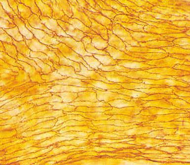 Epitelio pavimentoso semplice torna all elenco E costituito da un solo strato di cellule, appiattite.