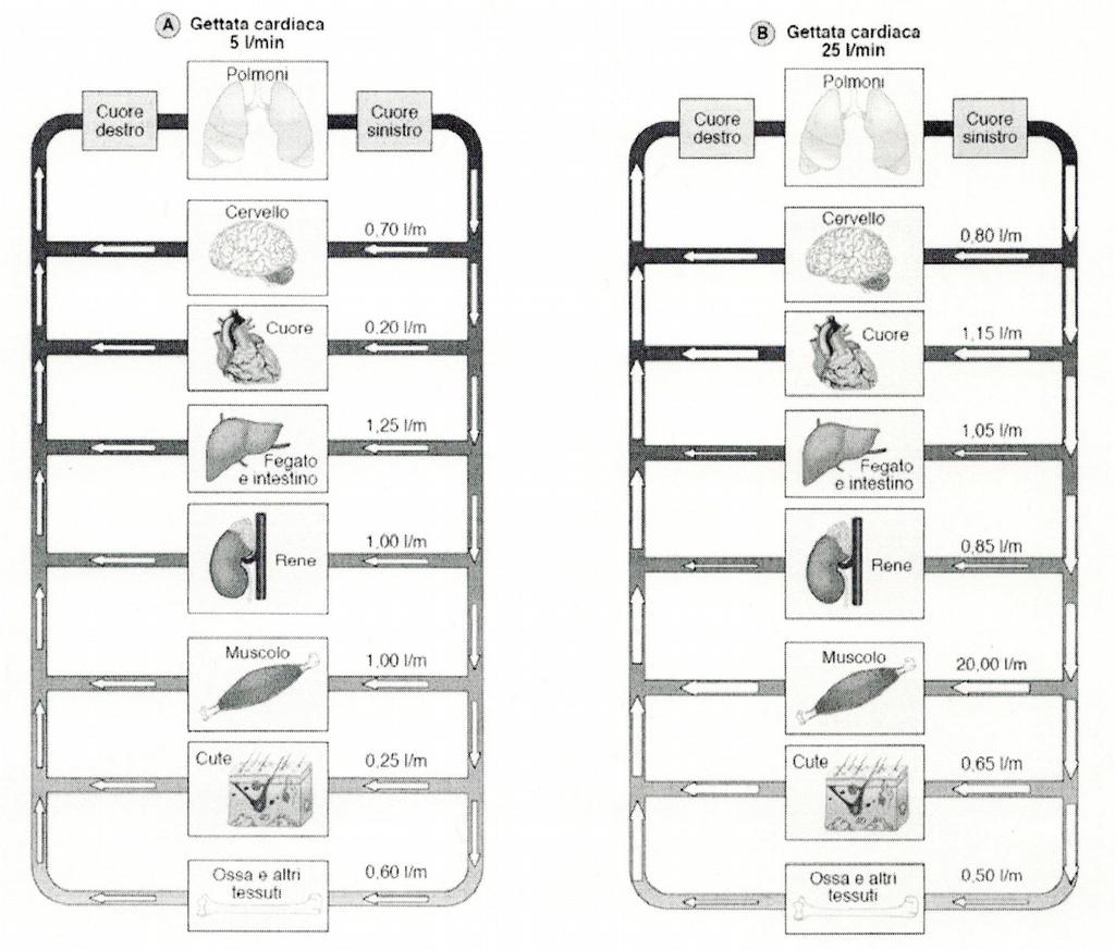Vediamo ora la differenza fra un afflusso con GC a riposo (5 litri di sangue al minuto) e sotto sforzo intenso (25 litri di sangue al minuto) Controllo arteriolare del sangue nei diversi distretti