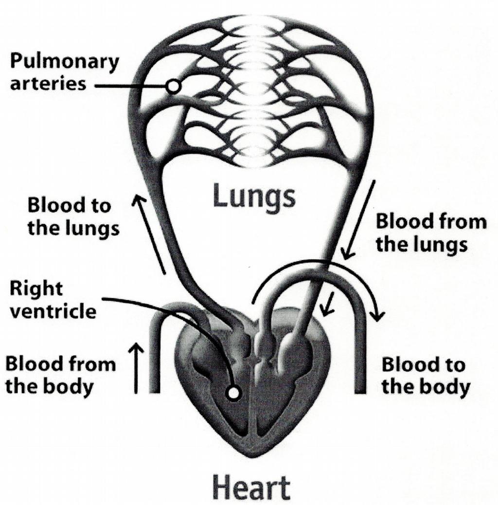 La circolazione sanguigna è quindi in relazione con l apparato respiratorio in quanto l ossigeno consumato dalle cellule durante i processi metabolici deve essere acquisito dall aria esterna che ne è