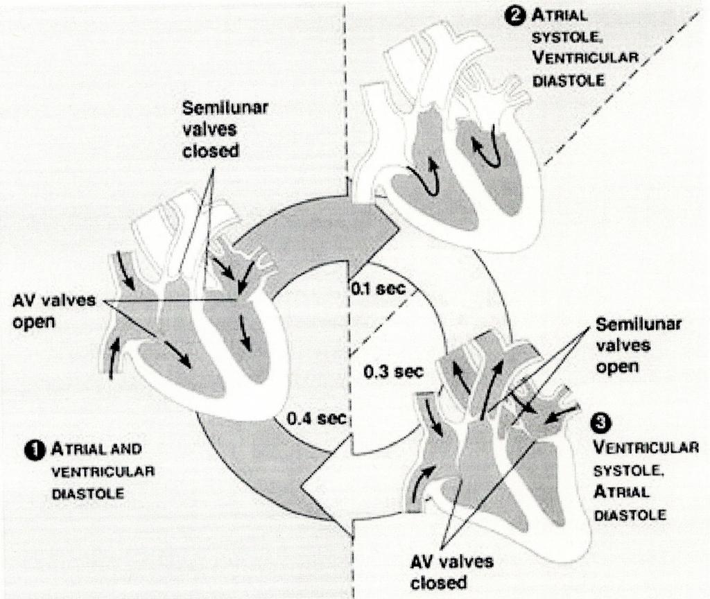 Ciclo cardiaco Attività elettrica del cuore Per gestire questo ciclo, il cuore è dotato di alcune cellule particolari in grado di generare un impulso elettrico che coordina la contrazione dell intero