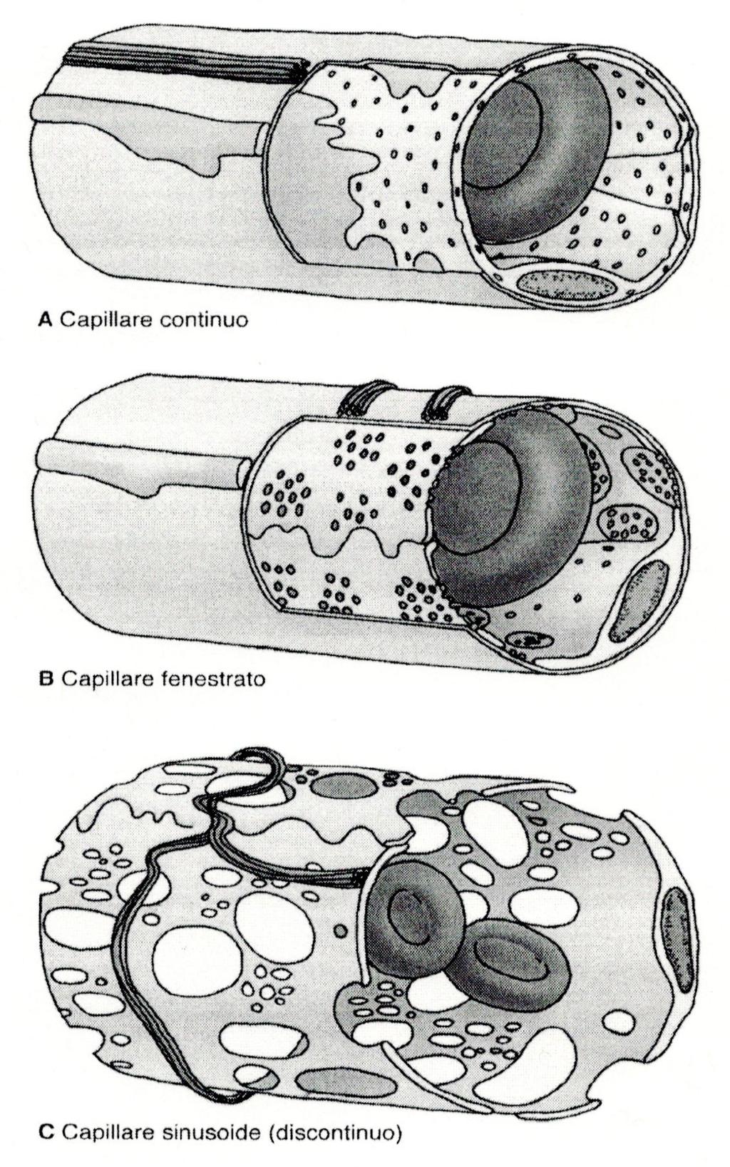 Come si può osservare i capillari sono costituiti da un endotelio monostratificato che può essere continuo (quindi senza spazi 0 fori) e ricoperto da lamina basale continua.