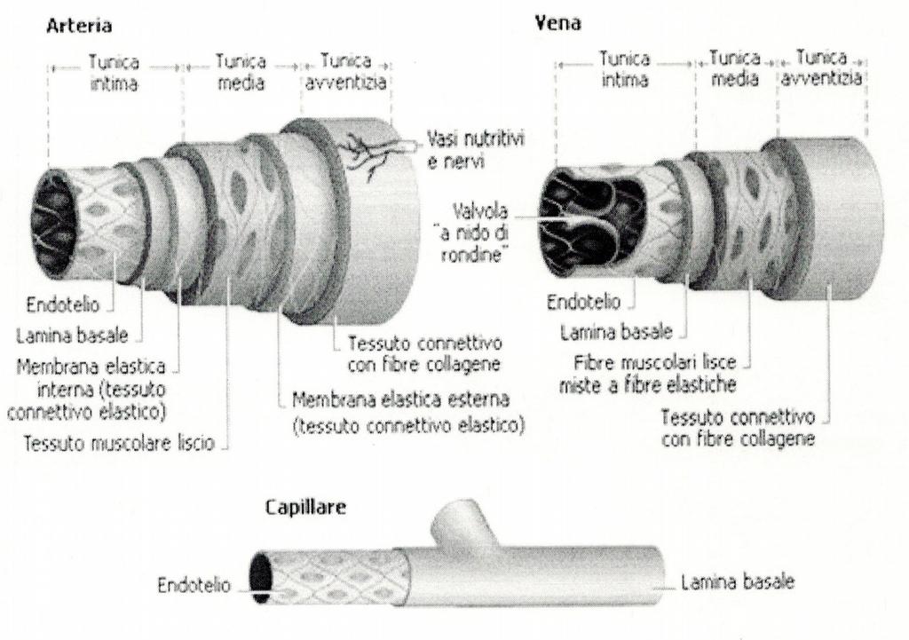 La parete delle vene non è spessa come quella delle arterie in quanto il sangue ha una pressione di gran lunga minore. Il lume è, in compenso, più largo.