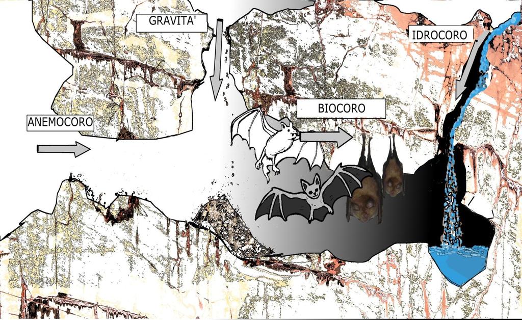 IL VIAGGIO DEL CIBO NEL SOTTOSUOLO Nella grotta non ci sono organismi autotrofi, cioè non cisono piante verdi che producono sostanza organica, i possibili nutrienti arrivano dall esterno, tranne rari