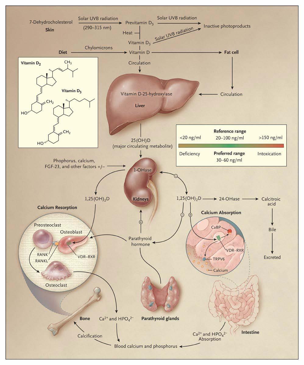 25OH D3 Synthesis and
