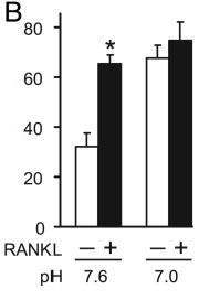 Lowering extracellular ph dramatically increased