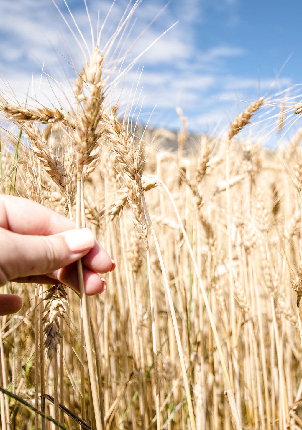 ViVa la nostra farina è: Quando si cerca una buona farina, solitamente, si tende a focalizzare l attenzione su pochi aspetti: farina macinata a pietra, 100% grano italiano, farina contenente il germe